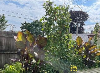 The Benefits of Horticulture in Raised Beds