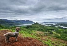 Pudeltyp: Ist ein Pudel das Richtige für Sie?