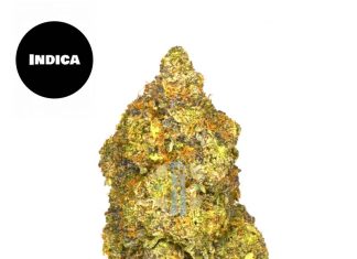 A Look at CBD as a Potential Digestive Aid Cannabis delivery HRM